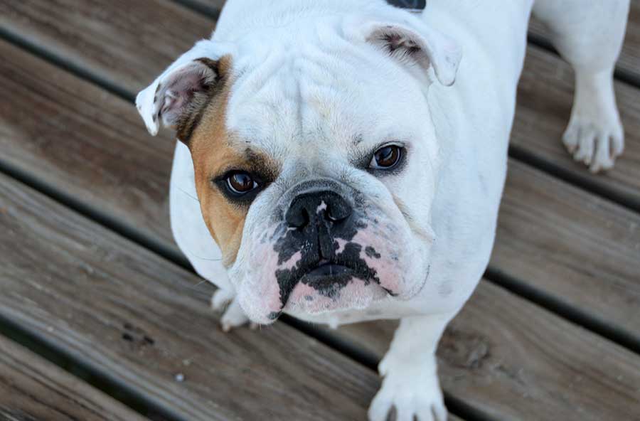 facts about bulldogs