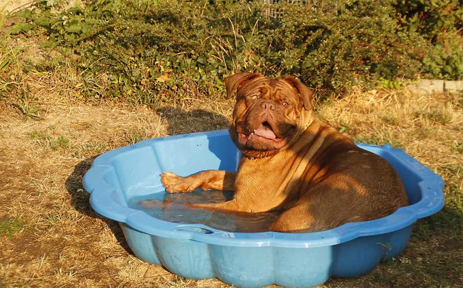 bulldog in swimming pool