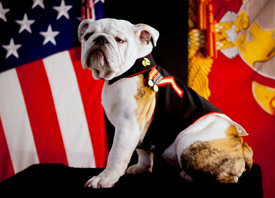 bulldog mascot for the United States Marine Corps