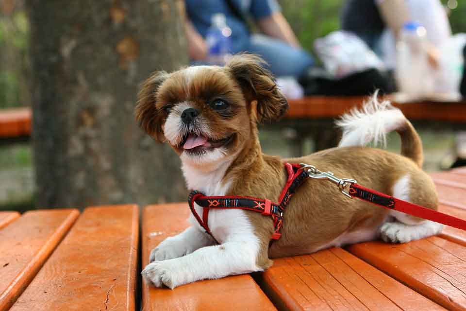 dog friendly restaurants in San Diego